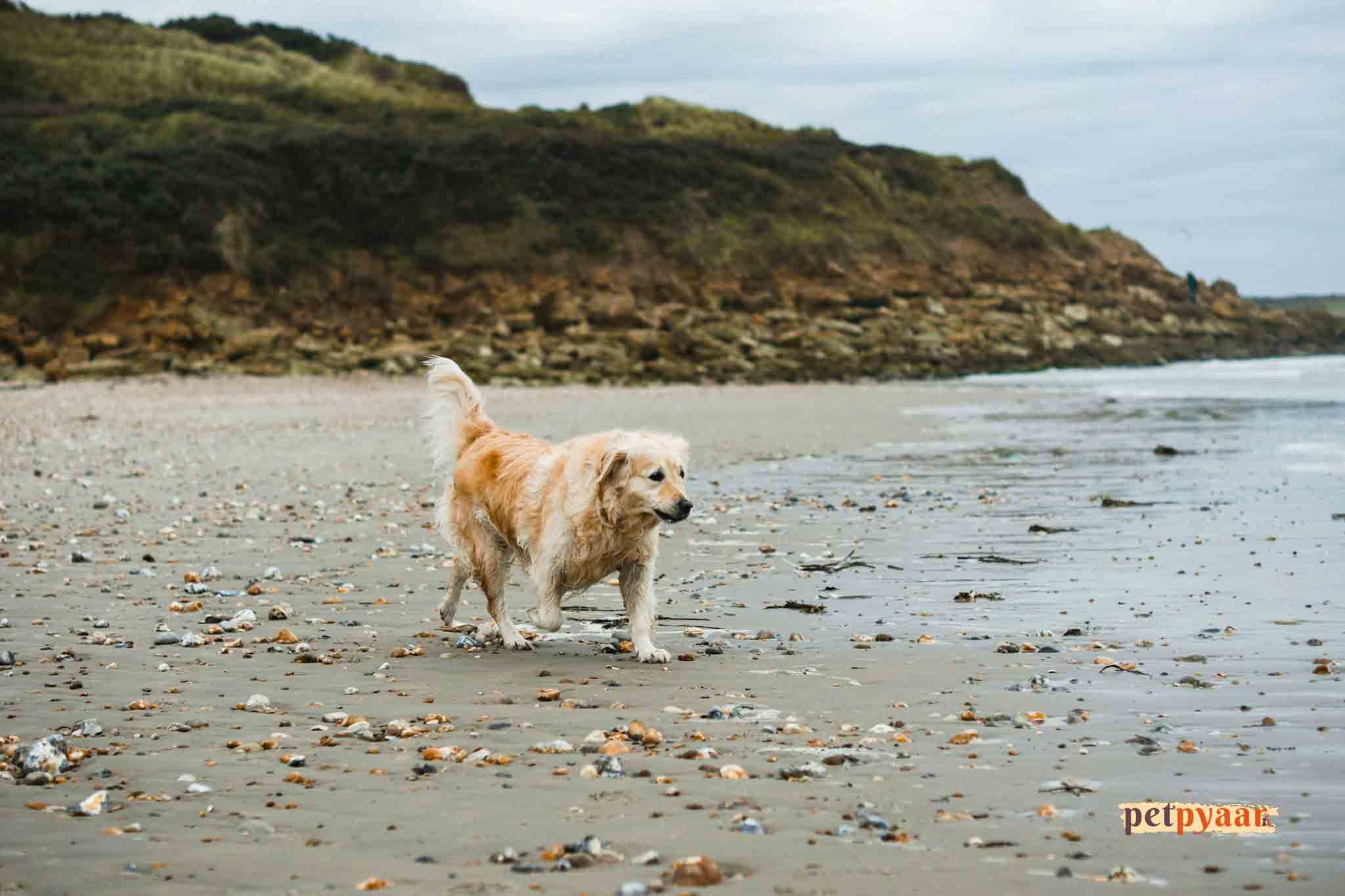 Golden Retriever Flea and Tick Control in India: How to Protect Your Dog